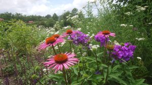 Watersaving Tips: planting natives wildflowers is a water saving trick because these beauties don't need watering