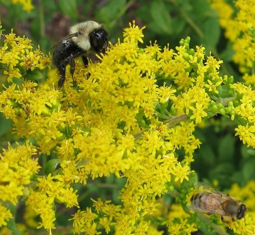 Plants for Pollinators Fall