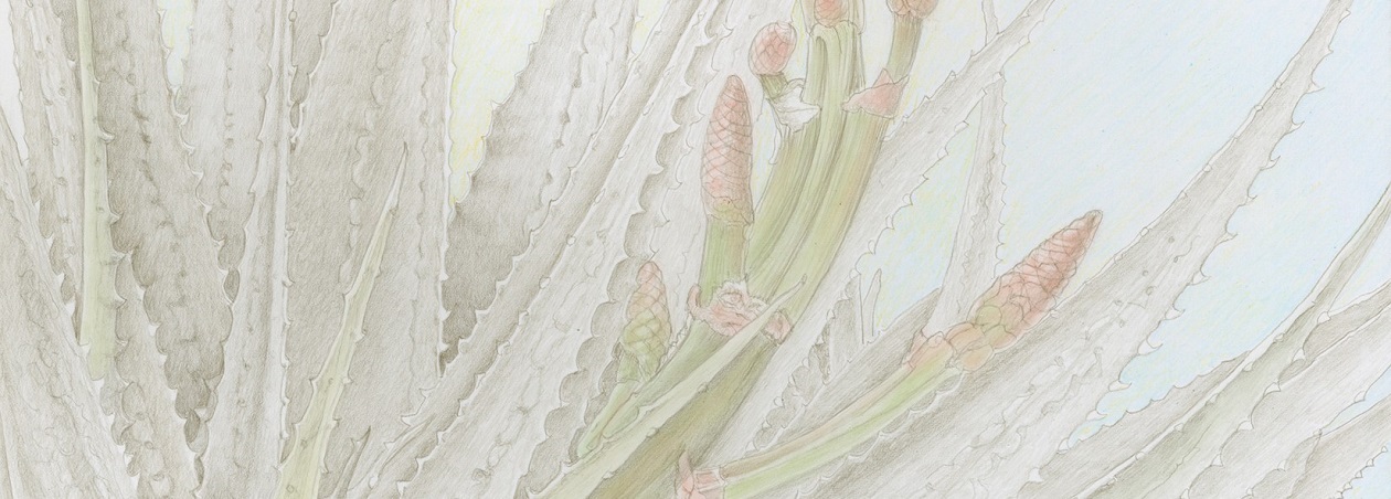 Drawing Botanicals in Silverpoint Kathie Miranda