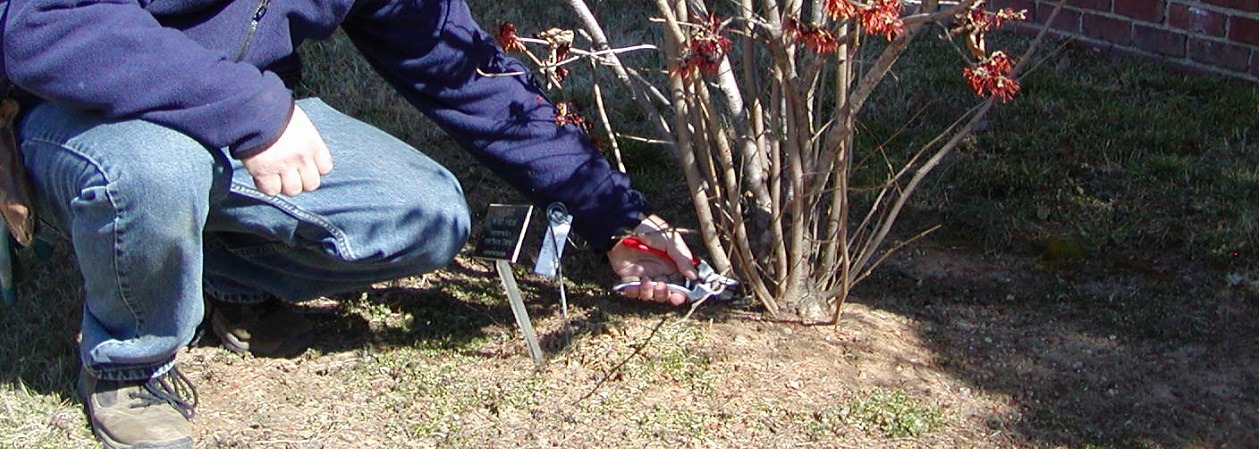 Training Young Trees - Select, Prune and Grow