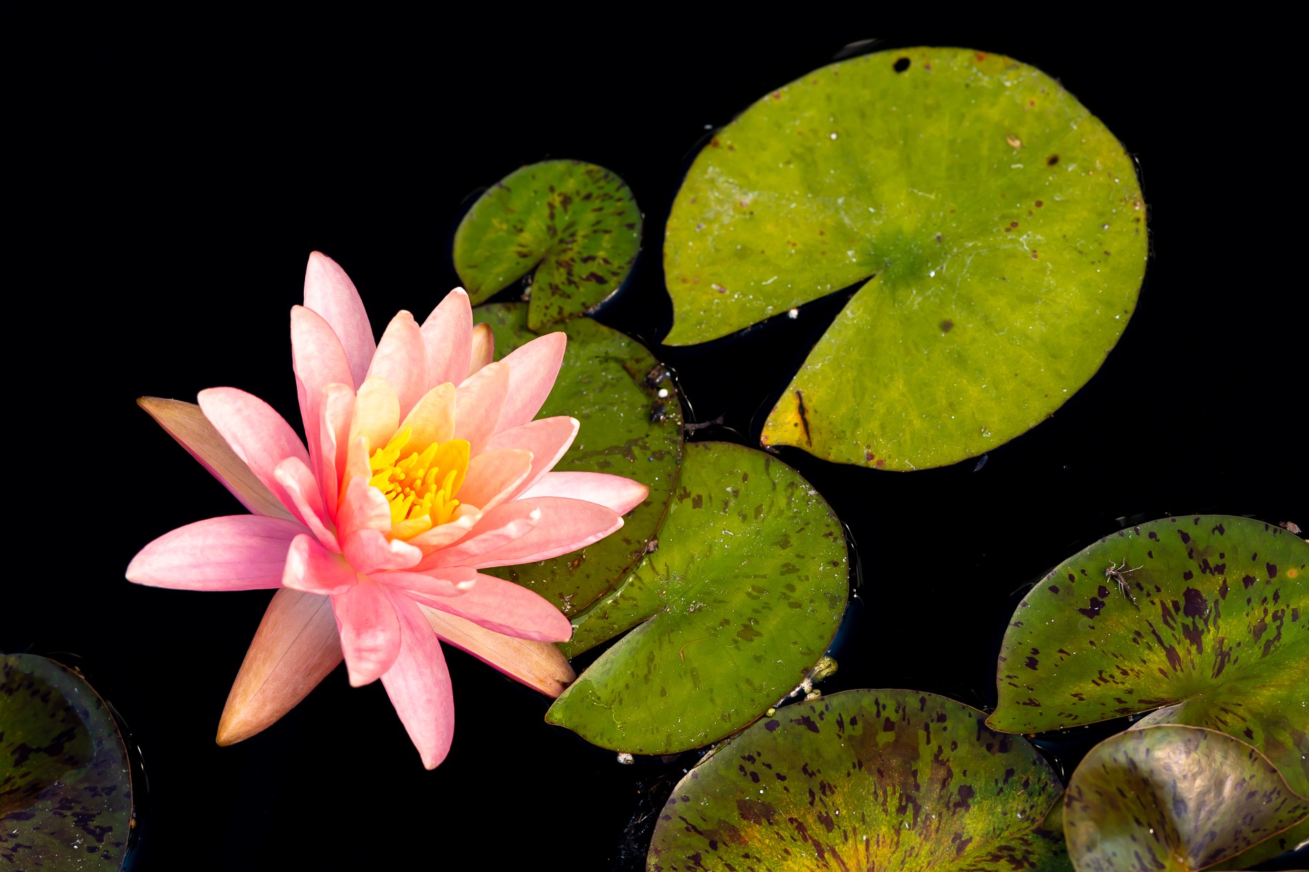 Water Lily at Toro Nagahi Events
