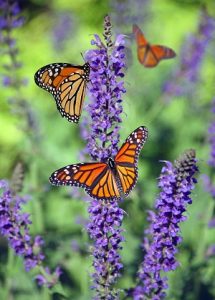 monarchs flock to purple salvia