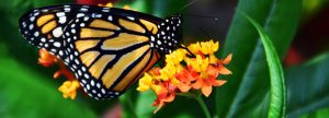 Importance of Monarchs and Butterflies