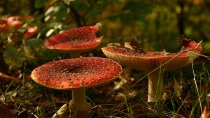 Biology for Botanical Artists: Fungi