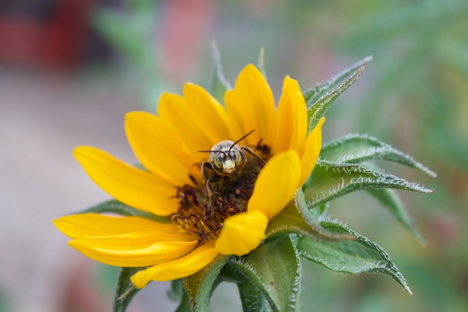 Sunflower with a bee. Sunflowers in a vegetable garden are another good example of Companion Planting. 