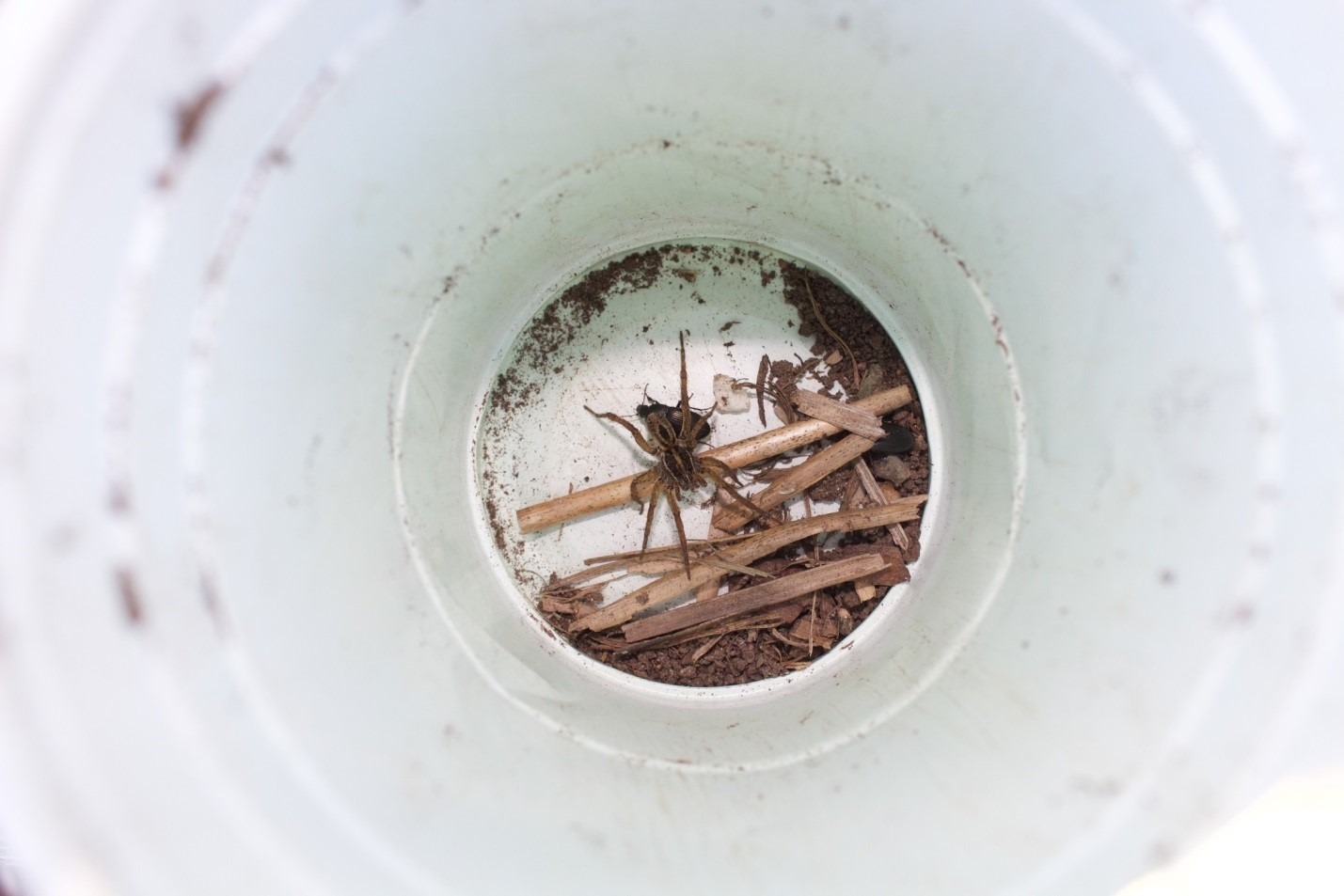 A wolf spider on a circle