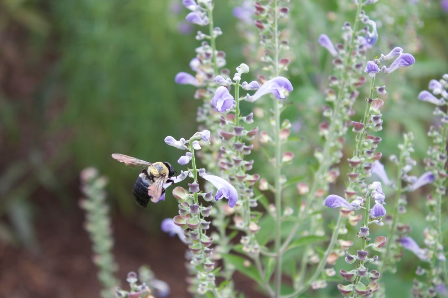 A carpenter bee flying near lavender-colored skullcap flowers. Companion planting with skullcap near vegetables attracts beneficial insects.