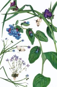 Native Plants at the River’s Edge including Virginia Bluebell illustration by artist Margaret Farr