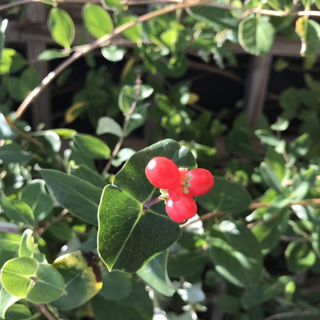Red berries -- the fruit of native honeysuckle Lonicera sempervirens, or trumpet honeysuckle.