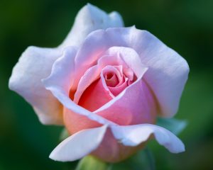 Pink Rose, Image by Tom Hennessy