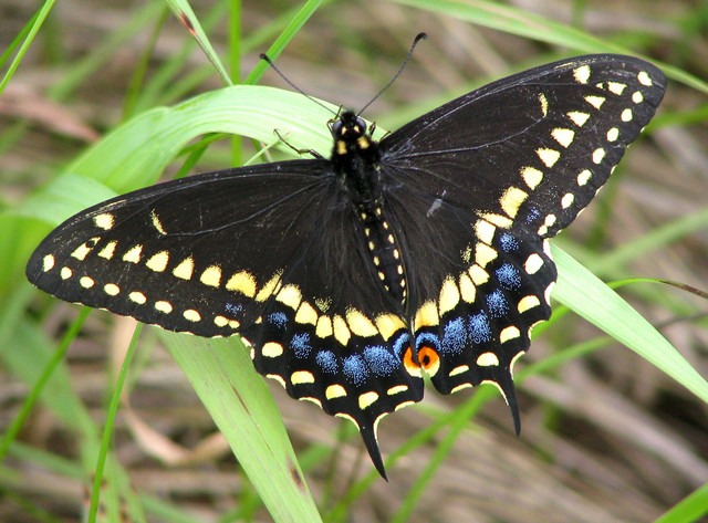 papillon queue d'hirondelle noire