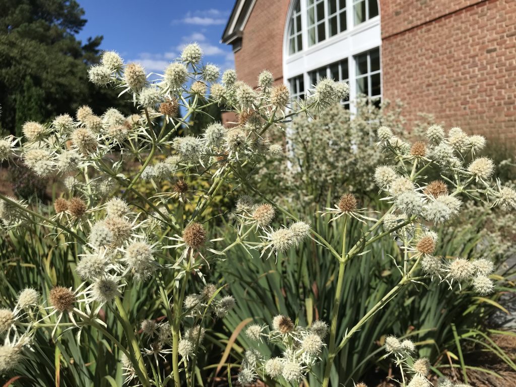 eryngium aquaticum 2 Lewis Ginter Botanical Garden