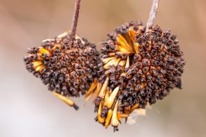 Dried flower heads with seeds falling out. Image by Tom Hennessy