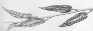 Graphite Techniques
