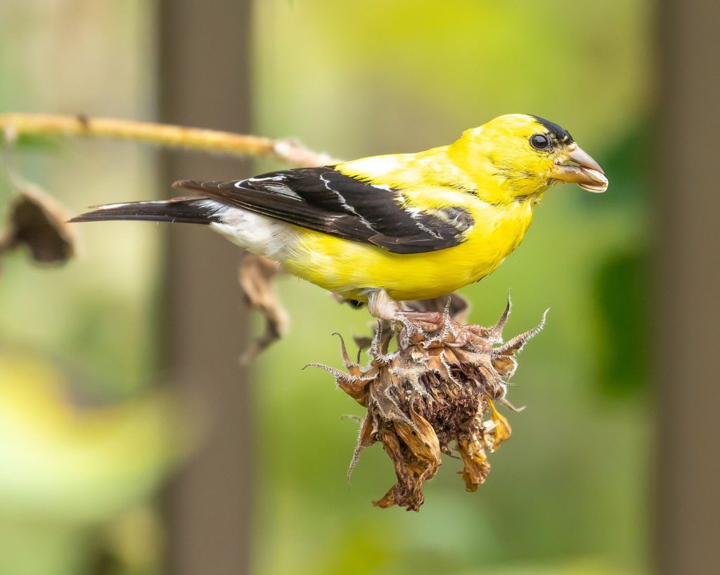 yellow bird on branch eats seed