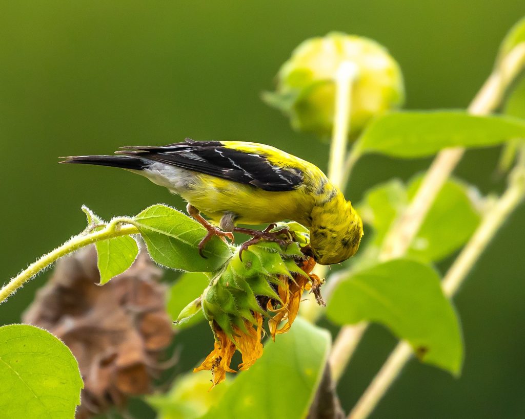 goldfinch bird on branch eating