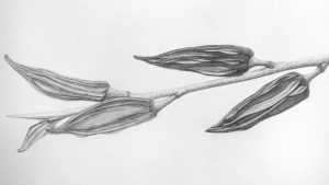 Graphite Techniques: Building on Basics