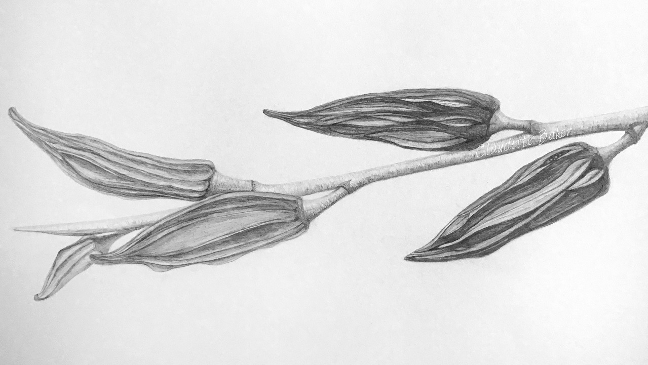 Graphite Techniques Building on Basics Lewis Ginter Botanical Garden