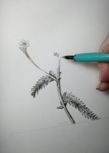 Pen and Ink for Botanical Illustration