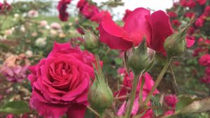 Garden Through the Year with Peggy Singlemann: Roses 101