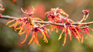 Winter Botany