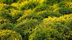 Boxwood Care