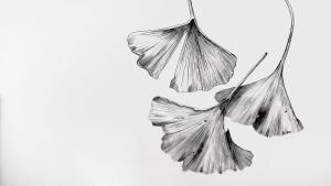 Pen and Ink for Botanical Illustration