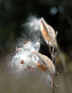 A milkweed seed pod opens to show fluffy seeds ready to ride the wind