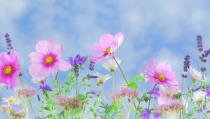 Planning and Planting a Cutting Garden
