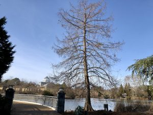 Bald cypress or Taxodium distichum at Lewis Ginter Botanical Garden winter tree ID