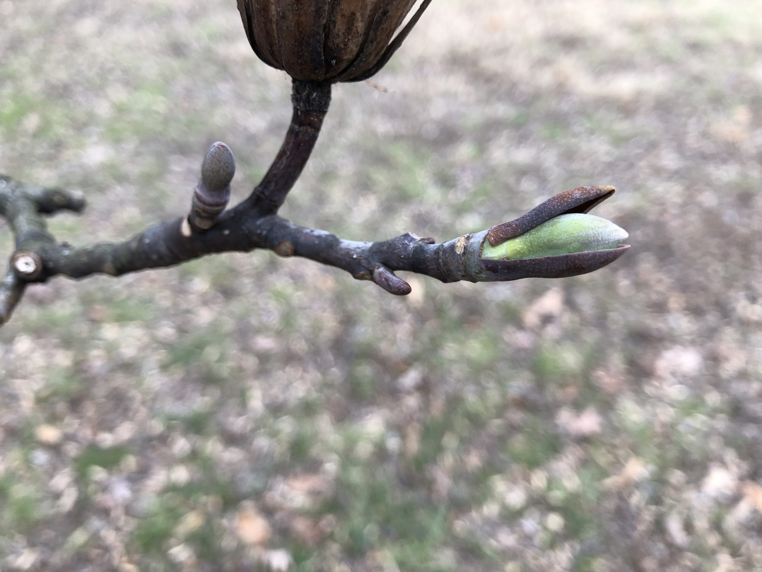 The buds of Liriodendron tulipifera or Tulip Tree are helpful for winter tree ID