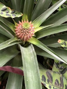 baby pink pineapple
