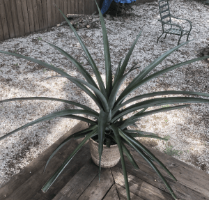 pineapple plant image by Craig O'der