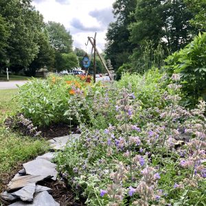 Garden in front yard with catmint and butterfly weed