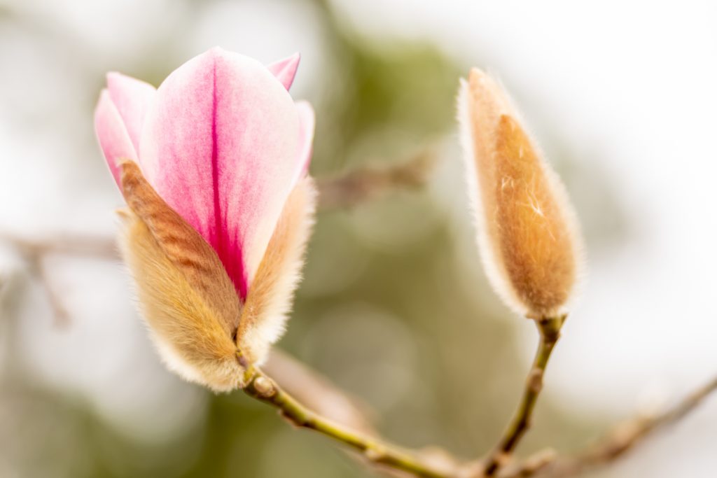 White and pink billowy petals emerging from Magnolia amoena blooming in spring
