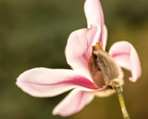 Magnolia amoena petals unfurling in pink and white with a furry seed covering pod breaking away.