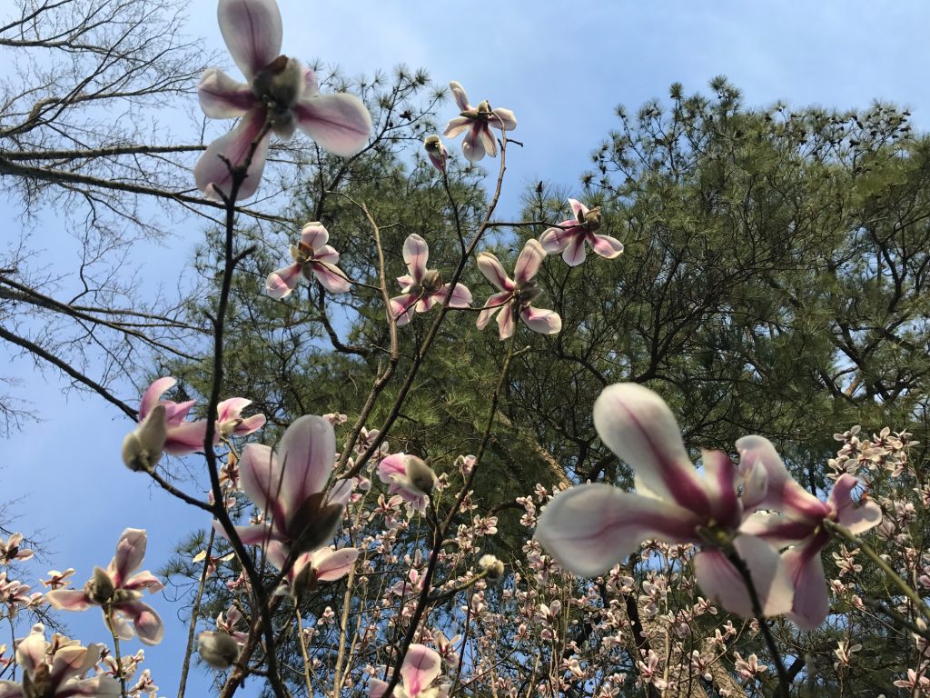 Magnolia amoena stars blooms in the sky. Image by Jonah Holland