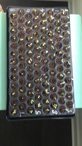 zinnia sprouts coming up. These will be transplanted into the family garden