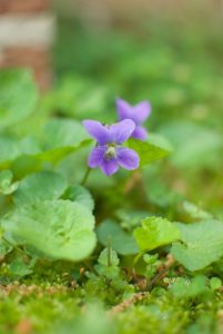 Purple violets