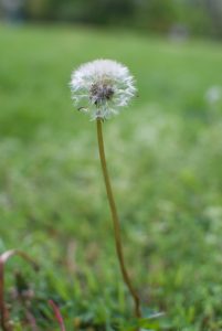 dandelion puff