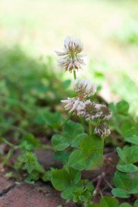 White clover flowers