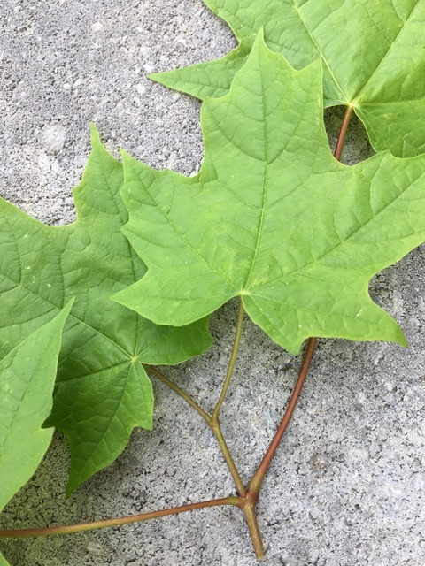 opposite leaves