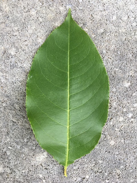 not lobed leaf