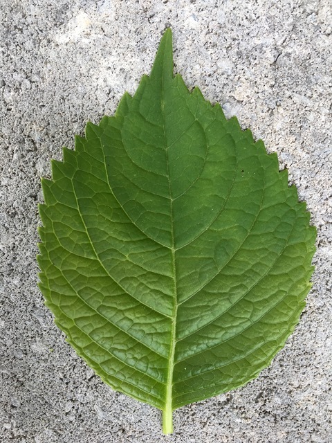 toothed leaf