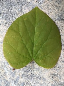 smooth leaf