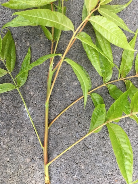 simple leaf structure, not compound
