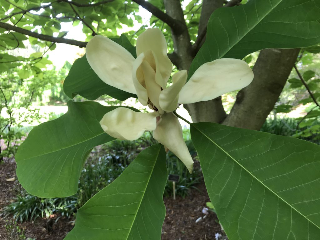 Off-white magnolia bloom from a bigleaf magnolia, Magnolia macrophylla. 