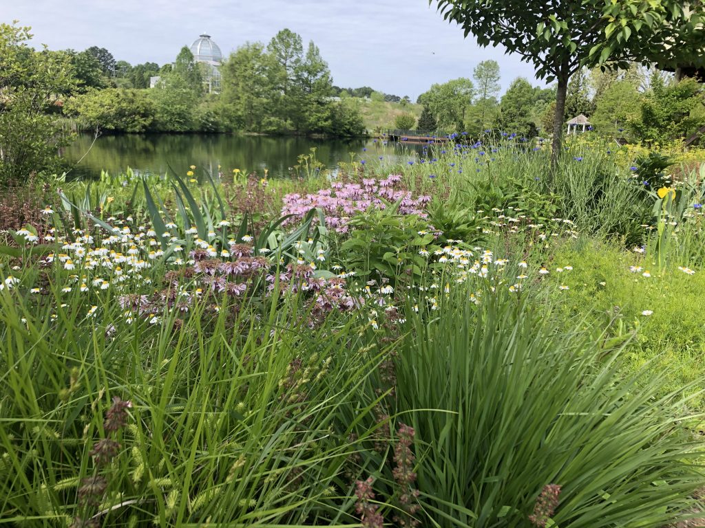 Native plantings of grasses and blooms in pink, white and purple.
