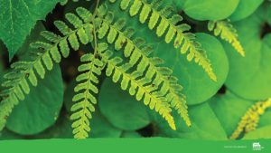 fern Zoom background, image by Tom Hennessy
