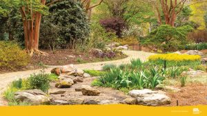 Garden Zoom background, image by Tom Hennessy